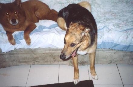 Missy and Lady, July 2003
