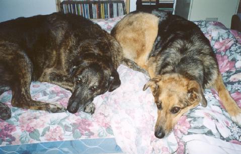 Honey and Lady, July 2003